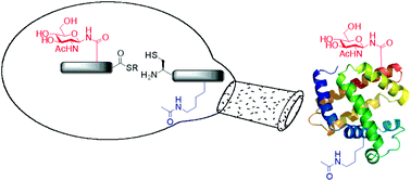 Graphical abstract: Chemical and semisynthesis of posttranslationally modified proteins