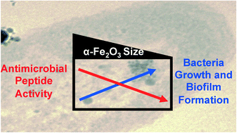 Graphical abstract: Iron oxide nanoparticles induce Pseudomonas aeruginosa growth, induce biofilm formation, and inhibit antimicrobial peptide function