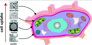 Graphical abstract: Polymerization-Induced Self-Assembly (PISA) – control over the morphology of nanoparticles for drug delivery applications