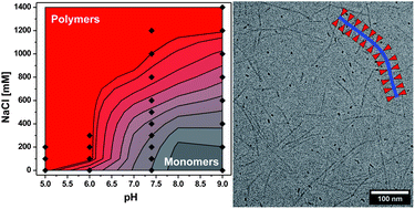 Graphical abstract: Tuning the aqueous self-assembly of multistimuli-responsive polyanionic peptide nanorods