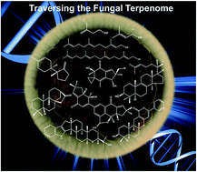 Graphical abstract: Traversing the fungal terpenome
