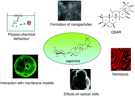 Graphical abstract: The amphiphilic nature of saponins and their effects on artificial and biological membranes and potential consequences for red blood and cancer cells