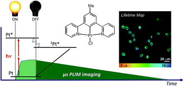 Graphical abstract: Two-photon phosphorescence lifetime imaging of cells and tissues using a long-lived cyclometallated Npyridyl^Cphenyl^Npyridyl Pt(ii) complex