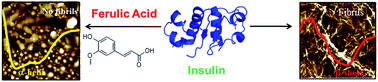 Graphical abstract: Inhibition of insulin amyloid fibril formation by ferulic acid, a natural compound found in many vegetables and fruits