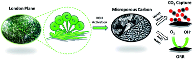 Graphical abstract: Naturally derived porous carbon with selective metal- and/or nitrogen-doping for efficient CO2 capture and oxygen reduction