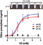 Graphical abstract: Structure and function of the silicifying peptide R5