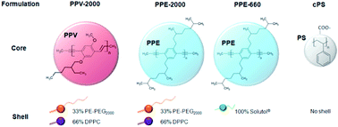 Graphical abstract: Interactions of stealth conjugated polymer nanoparticles with human whole blood