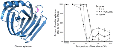 Graphical abstract: Backbone circularization of Bacillus subtilis family 11 xylanase increases its thermostability and its resistance against aggregation