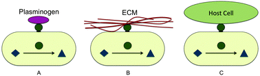 Graphical abstract: An analysis of surface proteomics results reveals novel candidates for intracellular/surface moonlighting proteins in bacteria