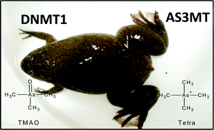 Graphical abstract: Arsenic(+3) and DNA methyltransferases, and arsenic speciation in tadpole and frog life stages of western clawed frogs (Silurana tropicalis) exposed to arsenate