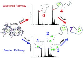 Graphical abstract: Defining the metal binding pathways of human metallothionein 1a: balancing zinc availability and cadmium seclusion