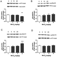 Graphical abstract: Tyrosine hydroxylase regulation in adult rat striatum following short-term neonatal exposure to manganese