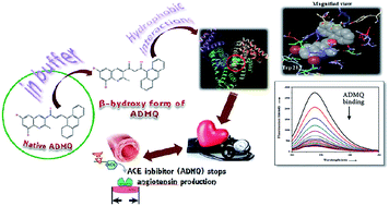 Graphical abstract: Antihypertensive activity of a quinoline appended chalcone derivative and its site specific binding interaction with a relevant target carrier protein