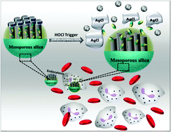 Graphical abstract: Bleach etches nanosilver: HOCl-responsive drug delivery system to target leukemic cells