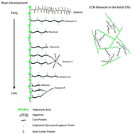 Graphical abstract: Hyaluronic acid and neural stem cells: implications for biomaterial design