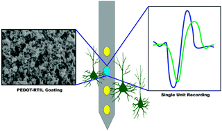 Graphical abstract: Poly(3,4-ethylenedioxythiophene)-ionic liquid coating improves neural recording and stimulation functionality of MEAs