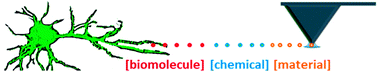 Graphical abstract: Nano-bioelectronics via dip-pen nanolithography