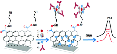 Graphical abstract: Au nanoparticle decorated graphene nanosheets for electrochemical immunosensing of p53 antibodies for cancer prognosis