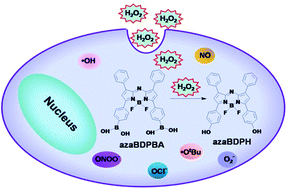 Graphical abstract: A near-infrared fluorescent aza-bodipy probe for dual-wavelength detection of hydrogen peroxide in living cells