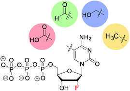 Graphical abstract: 2′-(R)-Fluorinated mC, hmC, fC and caC triphosphates are substrates for DNA polymerases and TET-enzymes