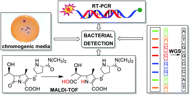 Graphical abstract: Methods for the detection and identification of pathogenic bacteria: past, present, and future