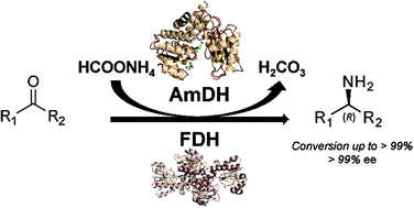 Graphical abstract: Amine dehydrogenases: efficient biocatalysts for the reductive amination of carbonyl compounds