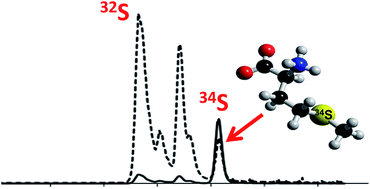 Graphical abstract: Determination of free methionine in human blood plasma by species-specific isotope dilution HPLC-ICP-MS using 34S-labelled methionine