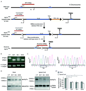 Graphical abstract: Characterizing the molecular phenotype of an Atp7aT985I conditional knock in mouse model for X-linked distal hereditary motor neuropathy (dHMNX)