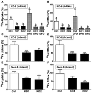 Graphical abstract: Knockdown of copper-transporting ATPase 1 (Atp7a) impairs iron flux in fully-differentiated rat (IEC-6) and human (Caco-2) intestinal epithelial cells