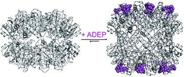 Graphical abstract: Conformational control of the bacterial Clp protease by natural product antibiotics