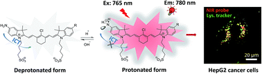 Graphical abstract: Near-infrared asymmetrical heptamethine cyanines specifically imaging cancer cells by sensing their acidic lysosomal lumen