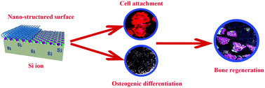 Graphical abstract: The synergetic effect of nano-structures and silicon-substitution on the properties of hydroxyapatite scaffolds for bone regeneration