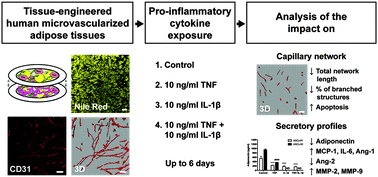 Graphical abstract: Impact of TNF and IL-1β on capillary networks within engineered human adipose tissues