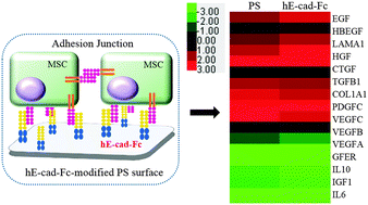 Graphical abstract: Surface modification with E-cadherin fusion protein for mesenchymal stem cell culture