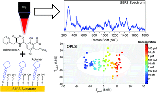 Graphical abstract: Surface enhanced Raman scattering sensor for highly sensitive and selective detection of ochratoxin A