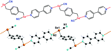 Graphical abstract: Organic selenocyanates as strong and directional chalcogen bond donors for crystal engineering