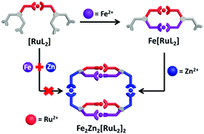 Graphical abstract: Metallosupramolecular 3D assembly of dimetallic Zn4[RuL2]2 and trimetallic Fe2Zn2[RuL2]2