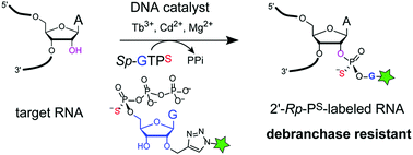 Graphical abstract: Debranchase-resistant labeling of RNA using the 10DM24 deoxyribozyme and fluorescent modified nucleotides