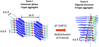 Graphical abstract: Supramolecular organization of a H-bonded perylene bisimide organogelator determined by transmission electron microscopy, grazing incidence X-ray diffraction and polarized infra-red spectroscopy