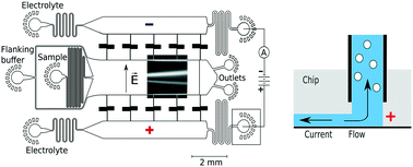 Graphical abstract: On-chip label-free protein analysis with downstream electrodes for direct removal of electrolysis products