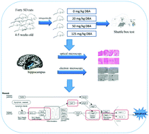 Graphical abstract: DBA-induced caspase-3-dependent apoptosis occurs through mitochondrial translocation of cyt-c in the rat hippocampus