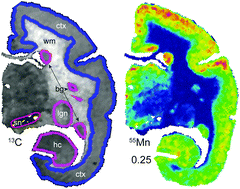 Graphical abstract: Whole-brain metallomic analysis of the common marmoset (Callithrix jacchus)