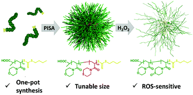 Graphical abstract: Oxidation-responsive micelles by a one-pot polymerization-induced self-assembly approach