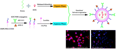 Graphical abstract: Facile construction of dual-targeting delivery system by using lipid capped polymer nanoparticles for anti-glioma therapy