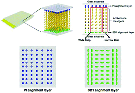 Graphical abstract: Dual-responsive deformation of a crosslinked liquid crystal polymer film with complex molecular alignment