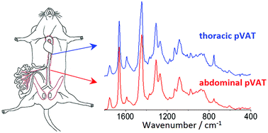 Graphical abstract: Raman spectroscopy as a novel tool for fast characterization of the chemical composition of perivascular adipose tissue