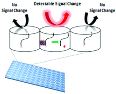 Graphical abstract: Oligomer based real-time detection of microorganisms producing nuclease enzymes
