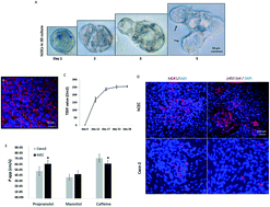 Graphical abstract: A pumpless body-on-a-chip model using a primary culture of human intestinal cells and a 3D culture of liver cells