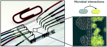 Graphical abstract: A microfluidic co-cultivation platform to investigate microbial interactions at defined microenvironments