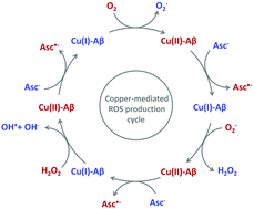 Graphical abstract: Copper reduction and dioxygen activation in Cu–amyloid beta peptide complexes: insight from molecular modelling